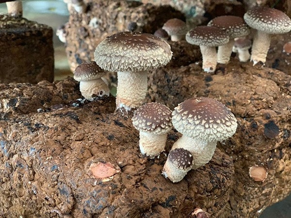 ■【千葉・茨城】秋の味覚を欲張りW狩り!きのこ狩り&落花生又はさつまいも♪【魚市場でマグロ食べ放題】&王道スポット【牛久大仏】へご案内♪1